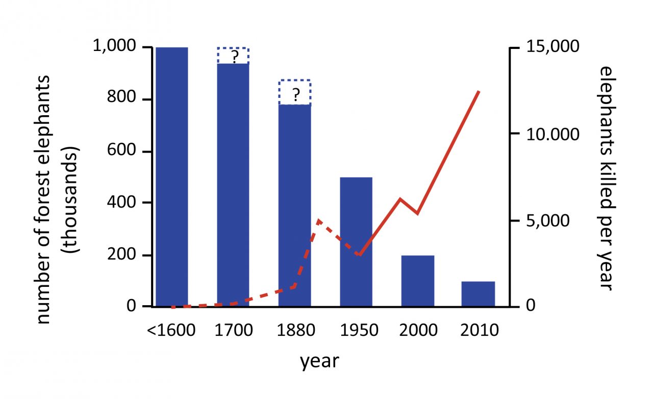 elephant poaching graph