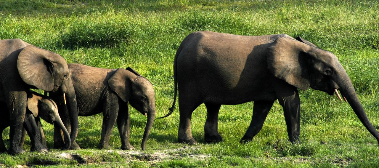 a family of forest elephants
