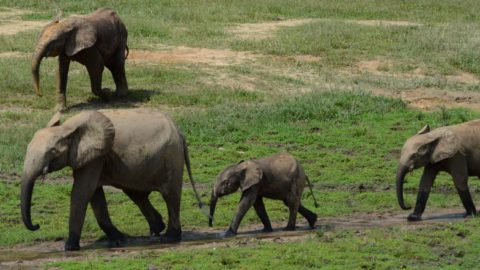 A forest elephant family enters the Dzanga clearing after following the network of highways that thread the forests of Central Africa.