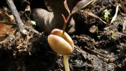A small seedling growing out of elephant dung