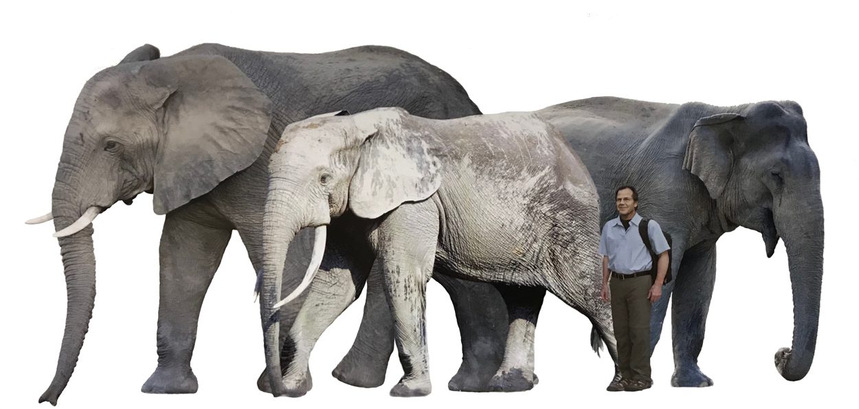 Size comparison of three species of elephant